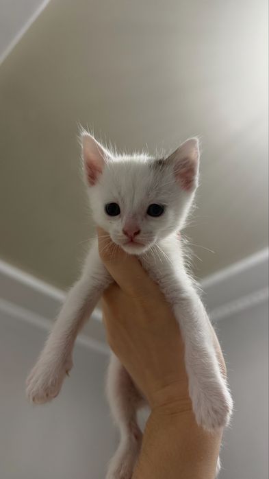 Котенки 1 месяц.