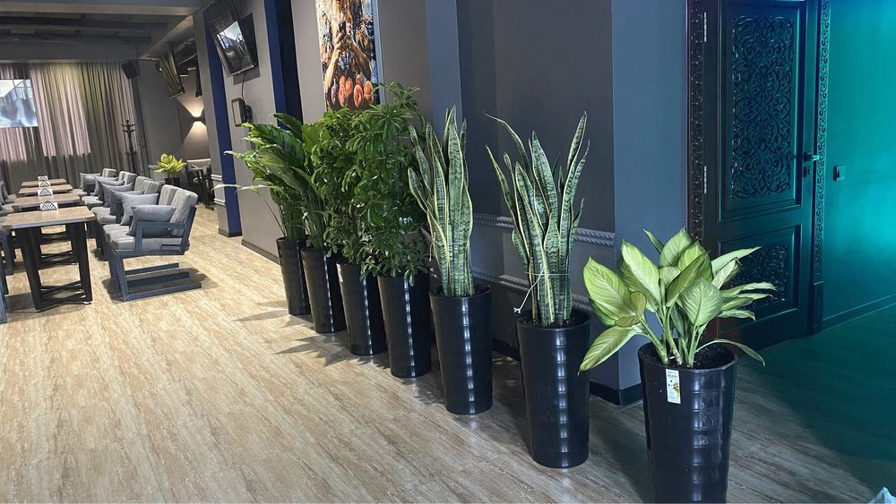 Офисные растения, Цветы офисные, Комнатные цвет, Офис гуллари