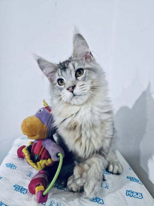 Котенок Мейн Кун