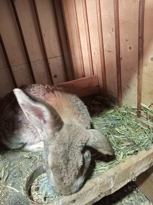 Кролик самец отдам за 7000