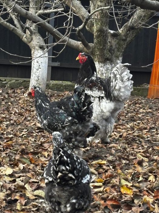 Vând cocoși și gaini brahma vaccinați  și deparazitați