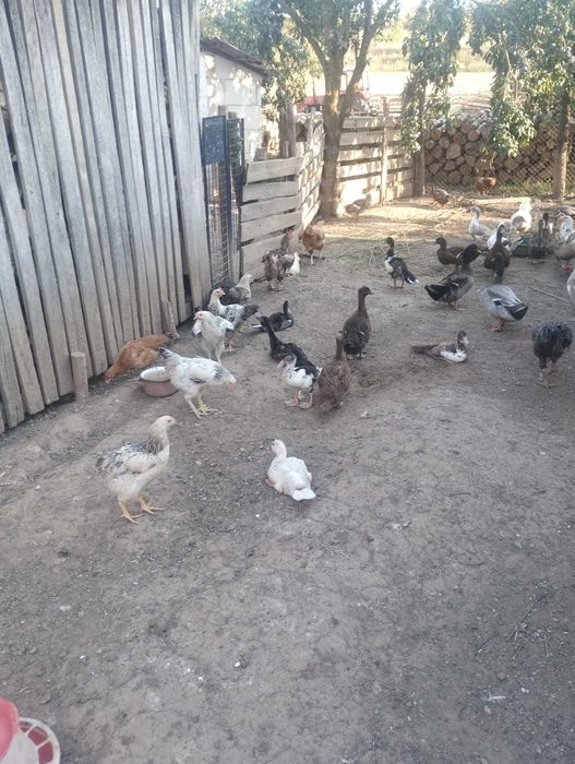 Rațe polare, rațe mute, gâște, puicuțe, cocoși de casă!