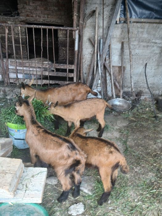 Vand iezi alpina franceza