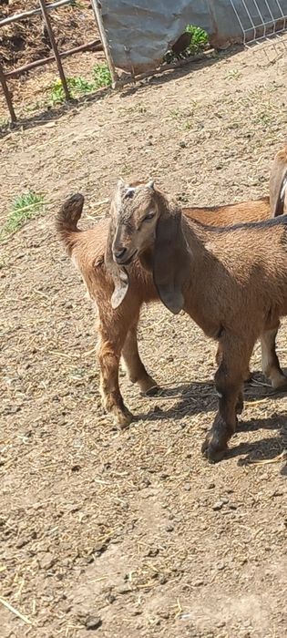 Ieduta nubiana 4luni