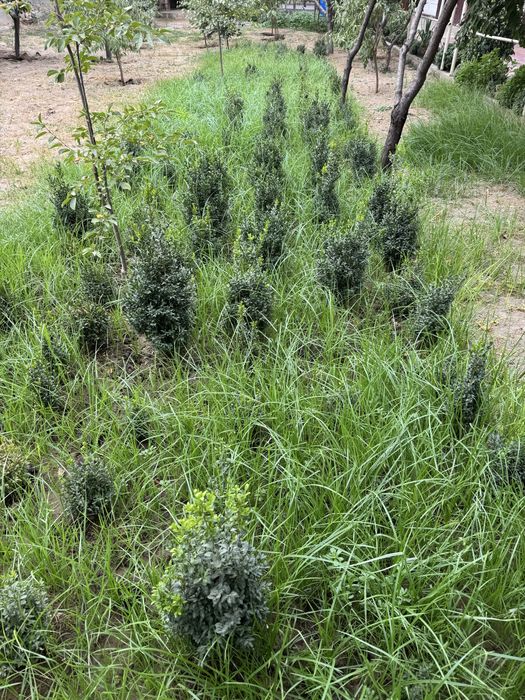 Shamshod sotiladi oziga qarab har xil razmerda bor