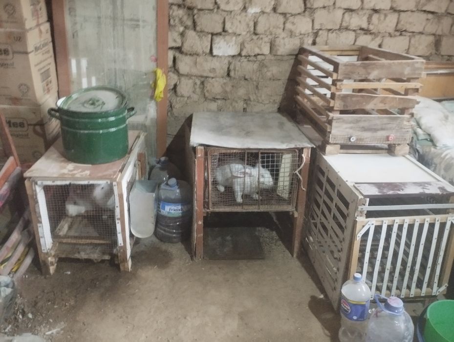 Quyonlar va qafaslari sotiladi