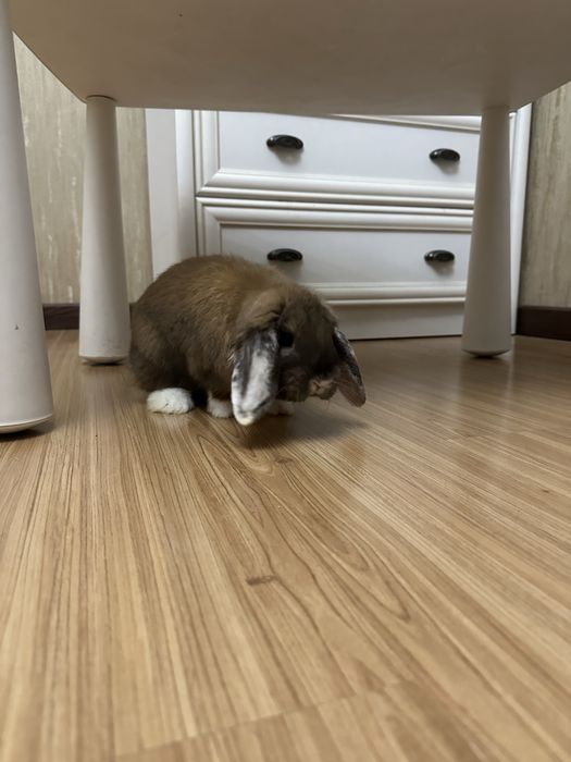 Кролик Карликовый