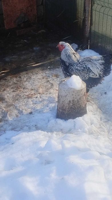 Wiandot cocoși tineri