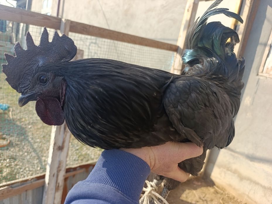 Кора шахзода ва Астролоп