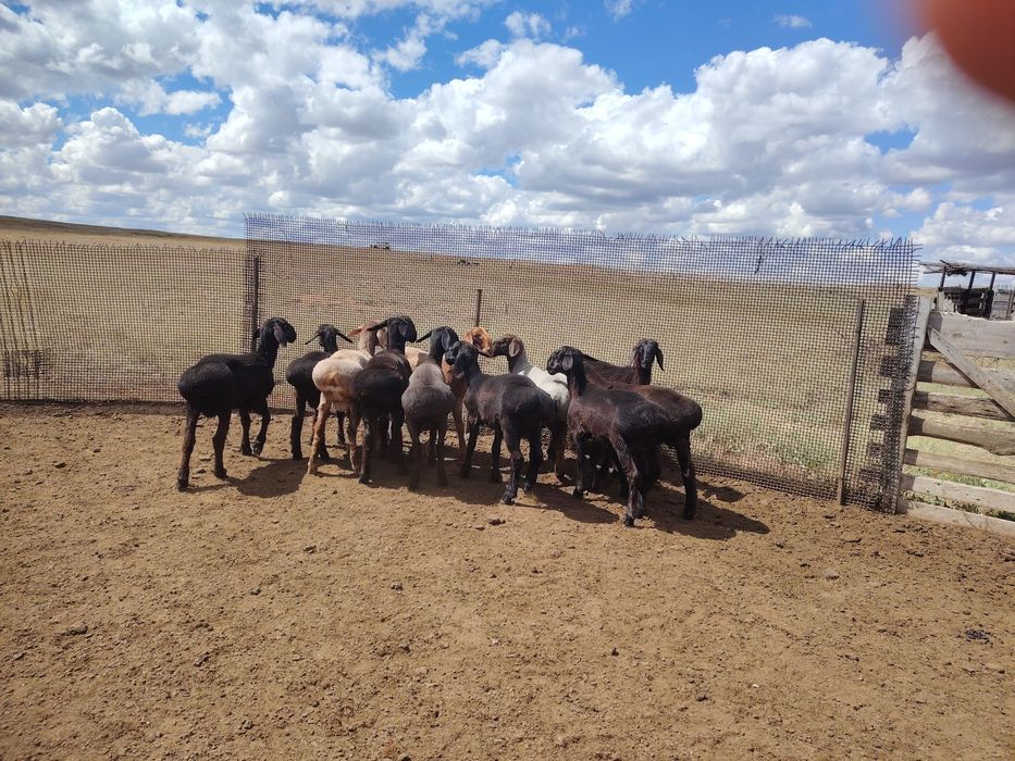 Асыл тұқымды қошқарлар сатылады.