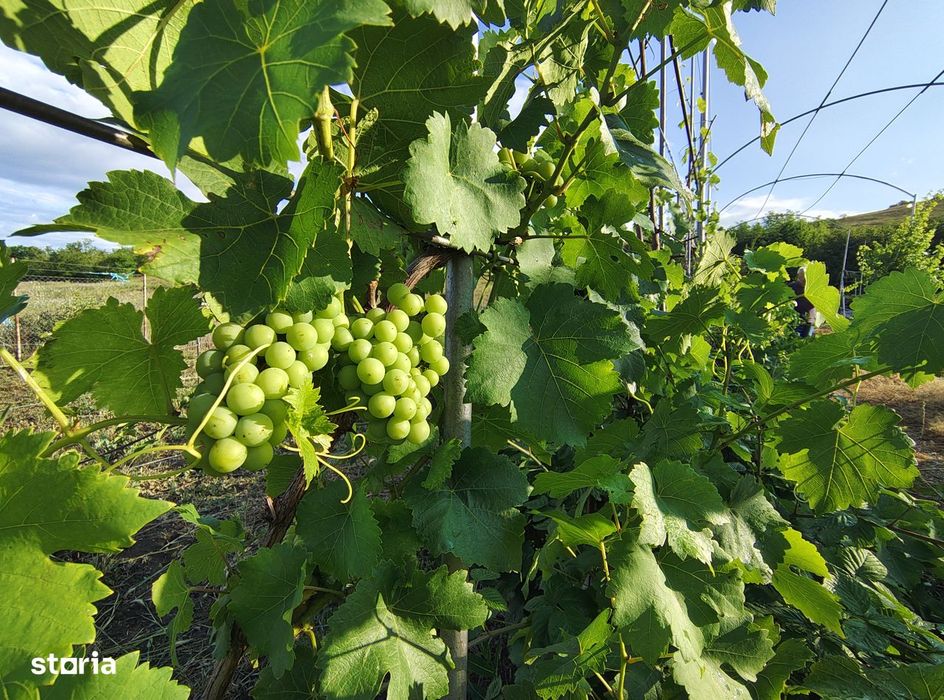 De vânzare | Casă de vacanță cu teren de 4.453 mp | Cojocna
