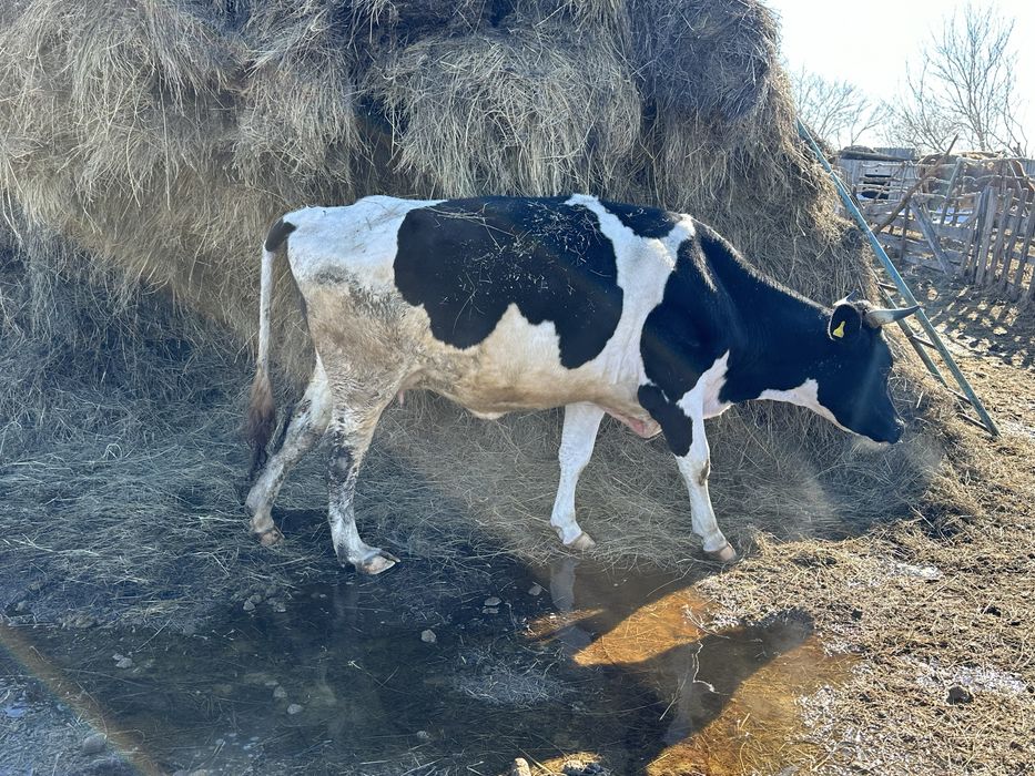 Продам корову справная