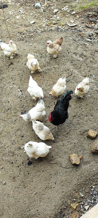 Продается яйцы куриные для инкубации