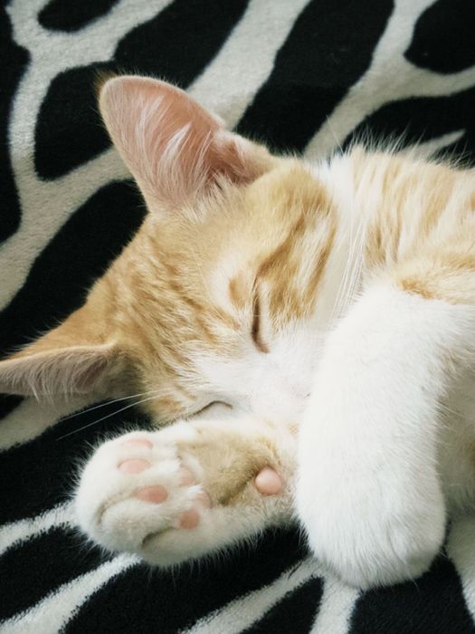 рыжий кот продается