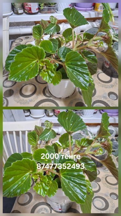 Продам   Бегонию