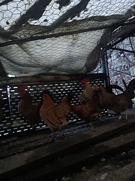 De vânzare găini și cocoșei pitici