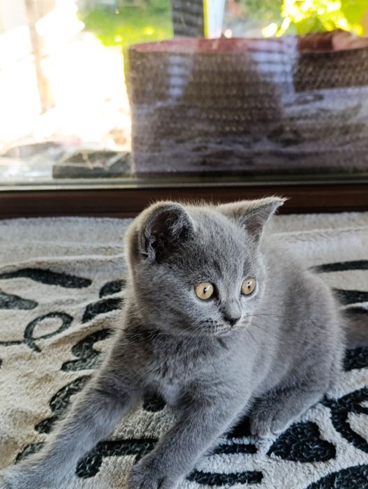 Băiețel British shorthair