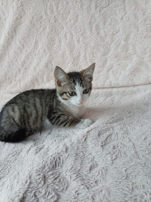 Отдам котят бесплатно