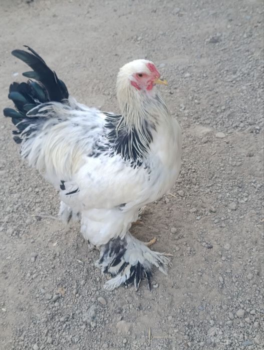 Svetli brama toza qon
