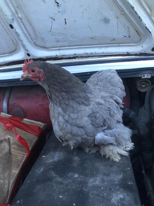 Карликовый кохинхин сатылады