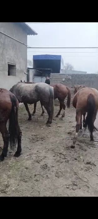 Биелер бар бордақы дайын