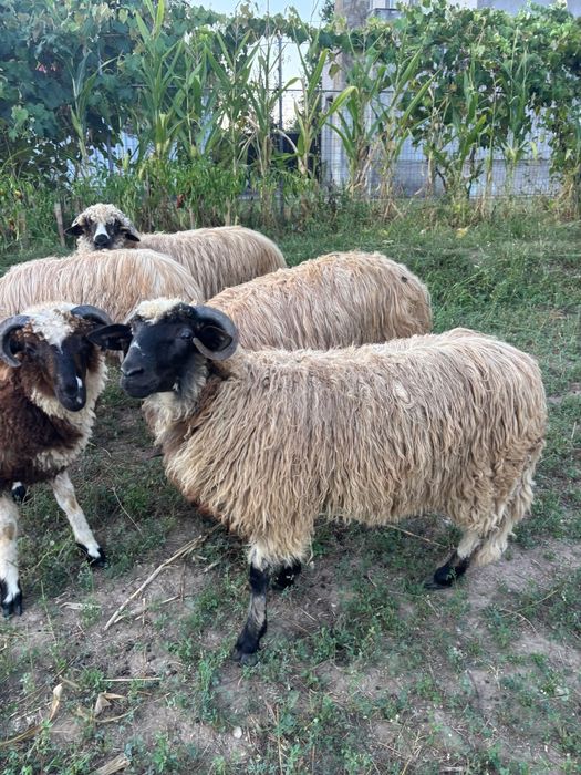 Noatin frumos și gras