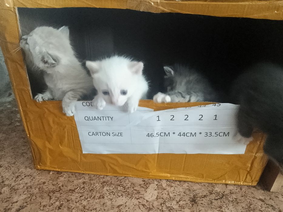 Отдам котят, срочно!!!