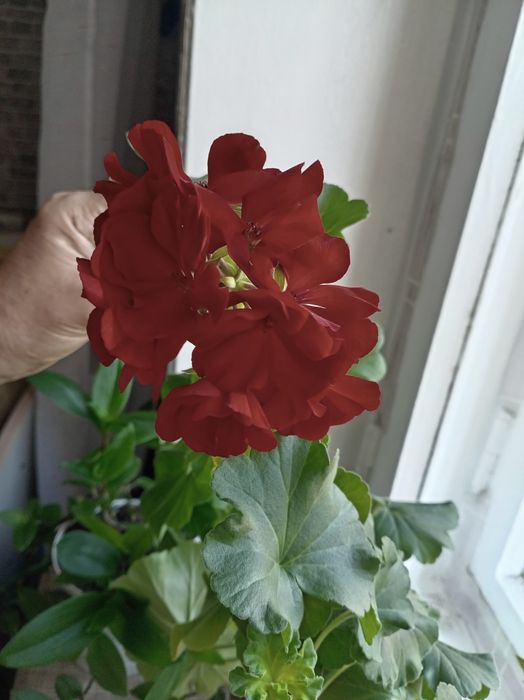 Продам герань, цвет. темновишневый