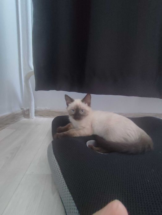 Продам котенка Алматы