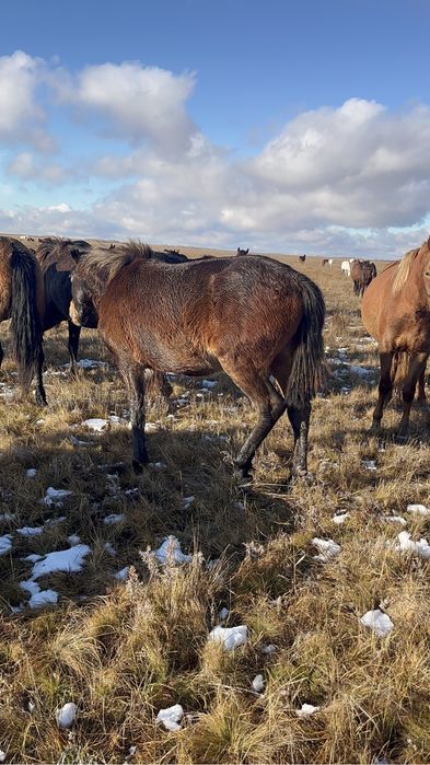 Продам тай кунан согым