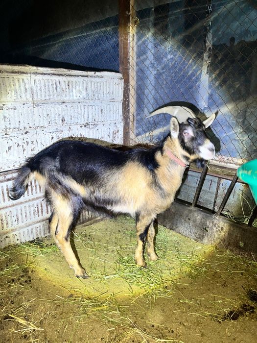 Альпийский козы.