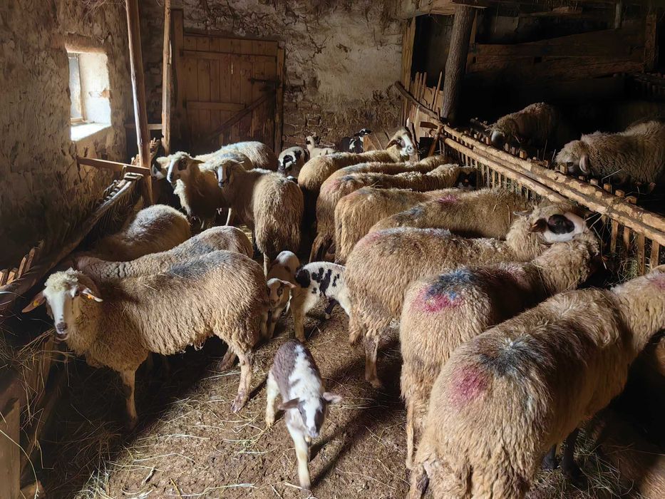 Продавам добре гледани овце и кози