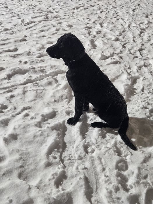 Отдам собаку в хорошие руки