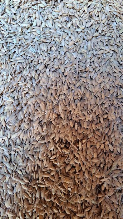 Guliston sholi urug'lik