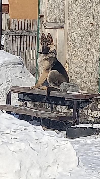 Щенки авчарки ВЕО