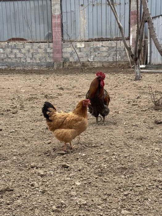 Продаются куры несушки с петухом