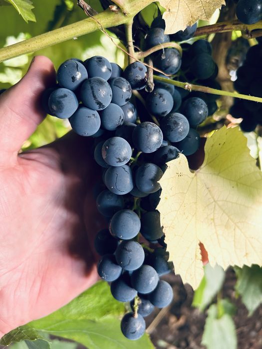 Продам Дачу на Уралочке