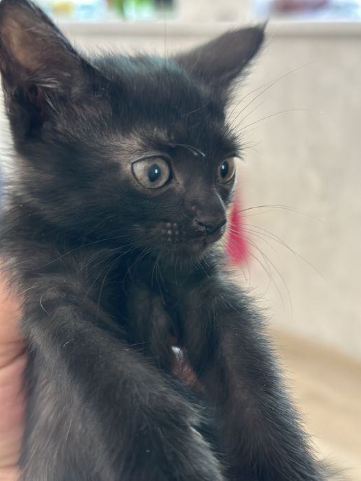 Котята 1.5 месячные