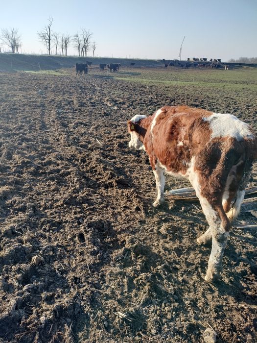 Junincă Bălțată Nefatata... aproximativ 450-500 kg