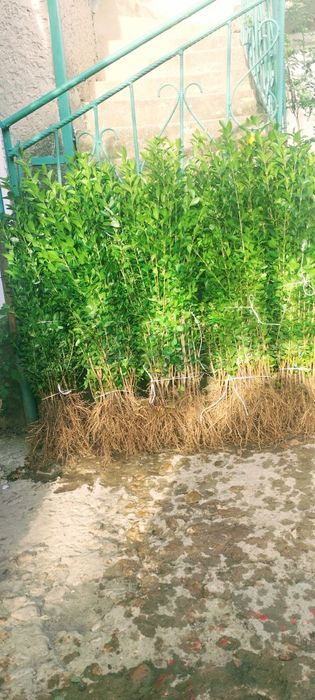 Лигуструм - Жив плет