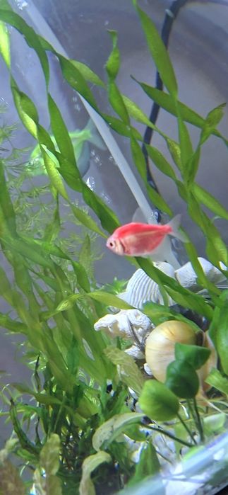 Аквариум цельный