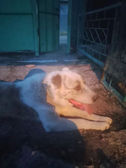 Собака продается Алабай Багира 2 год