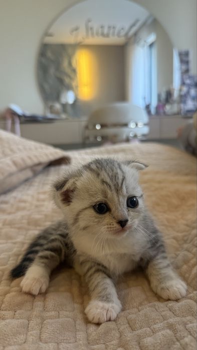 Котенок шотландская вислоухая