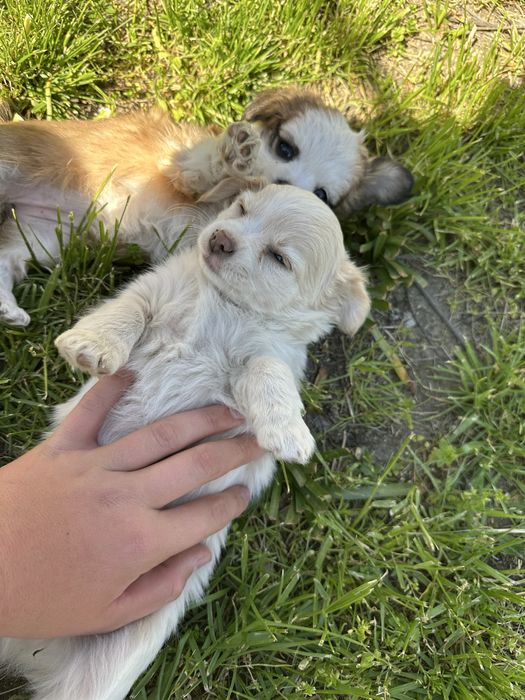 Кученца чихуа-хуа за повече информация на лично или на тел: 0887890080