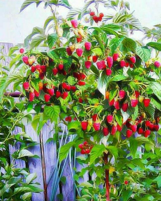 Zmeur De Tip Pomisor