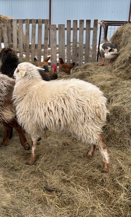 Сатам ,тоқты 1 жылдық.