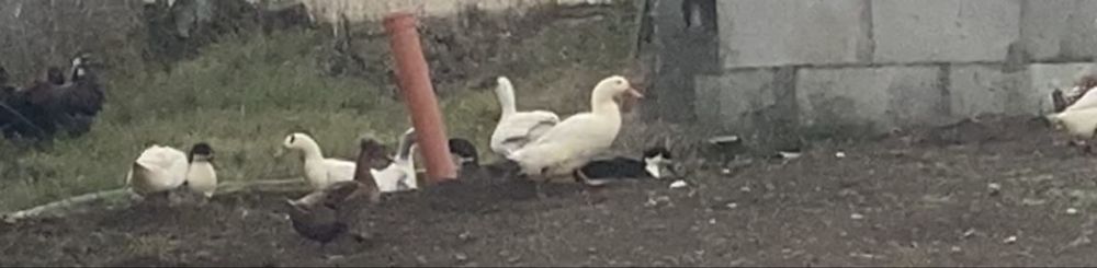 Oua fertile de rață romaneasca si polara cu o sansa de rață moțată