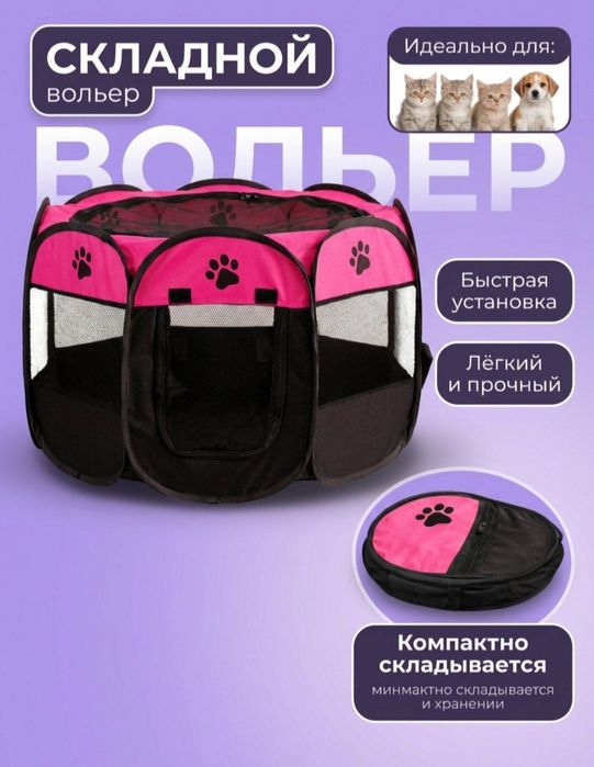 Mushuk skotish fold oʻgʻil toza zot