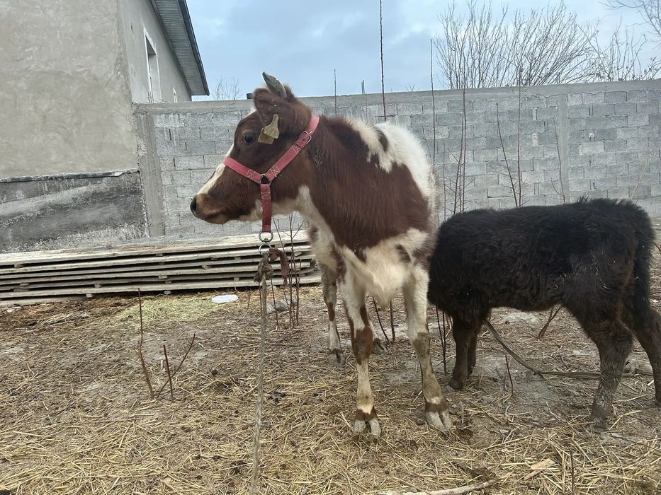 Она бола сигир сотилади