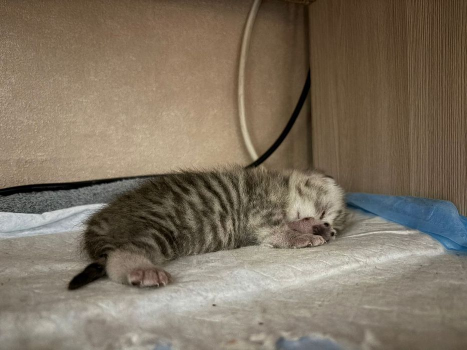 Открыта бронь на котят скоттиш